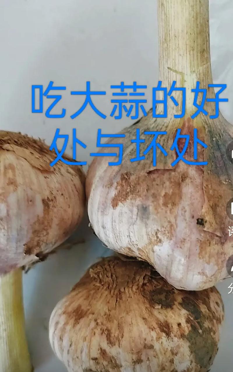 天天吃蒜對身體有什么壞處，天天釣魚